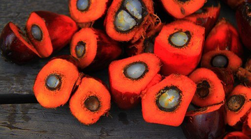 Why Is Palm Oil Bad?